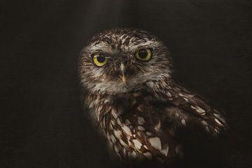 Burrowing owl by Monica Zimmermans