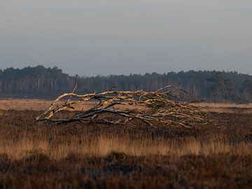 Branches - arbre tombé sur la Kalmthoutse Heide sur Inez VAN DE WEYER
