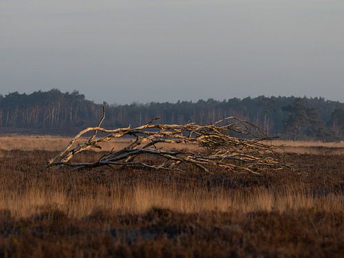 Vertakkingen - omgevallen boom op de Kalmthoutse Heide