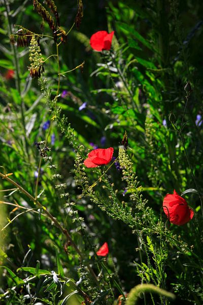 Poppy par Thomas Jäger