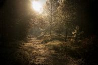 Kröte auf der Veluwe von Ellis Peeters Miniaturansicht