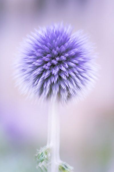Bullet thistle by Hennie Zeij