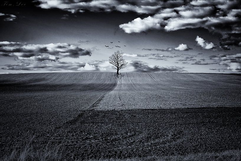 WF Field van Tim Lee Williams