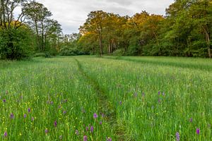 Le paradis avec l'orchidée