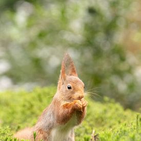Squirrel in the moss by Rosalie van der Bok