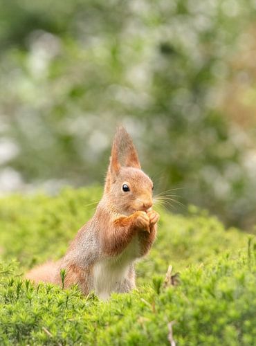Eichhörnchen im Moos