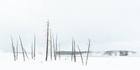 Trees in Yellowstone