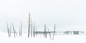 Bäume im Yellowstone von Sjaak den Breeje Natuurfotografie