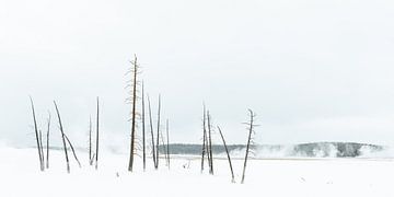 Bomen in Yellowstone van Sjaak den Breeje