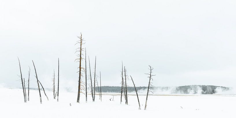 Trees in Yellowstone by Sjaak den Breeje
