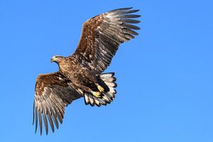 Seeadler  jagend im Himmel über einem Fjord