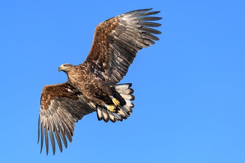 Zeearend  (Haliaeetus-albicilla) jaagt in de lucht boven een Fjord