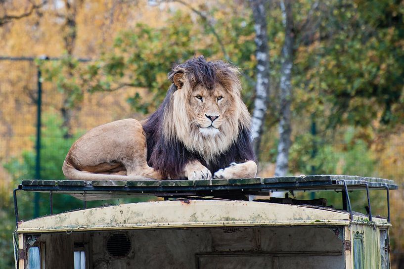 Leeuw van Lieke Doorenbosch