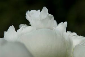 Drawn By Nature, Paeonia - Peony Rose white #008 von Peter Baak