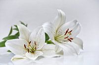 weiße Lilien