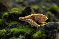 Dubbele paddenstoel tussen steen en mos