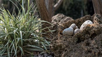 Verrassing in de natuur