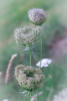 Een natuurlijk boeket van wilde peen