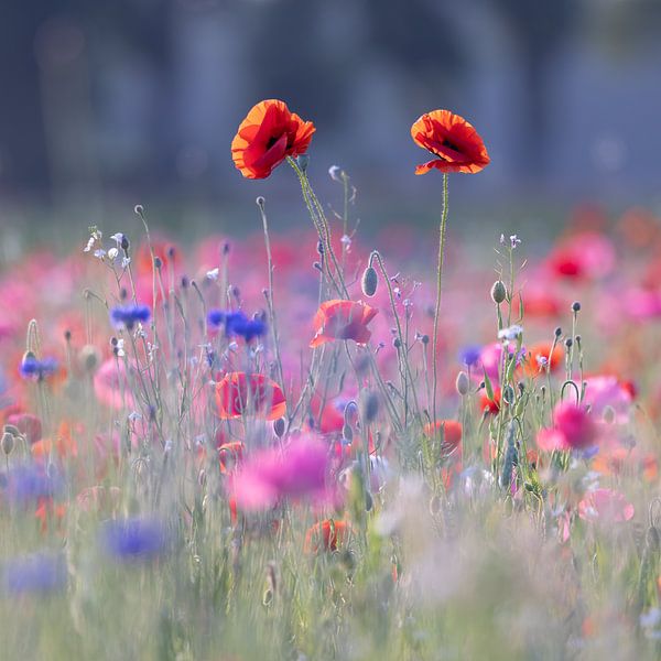 Coquelicots dans un champ de fleurs par Karla Leeftink