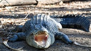 Krokodil in Australië