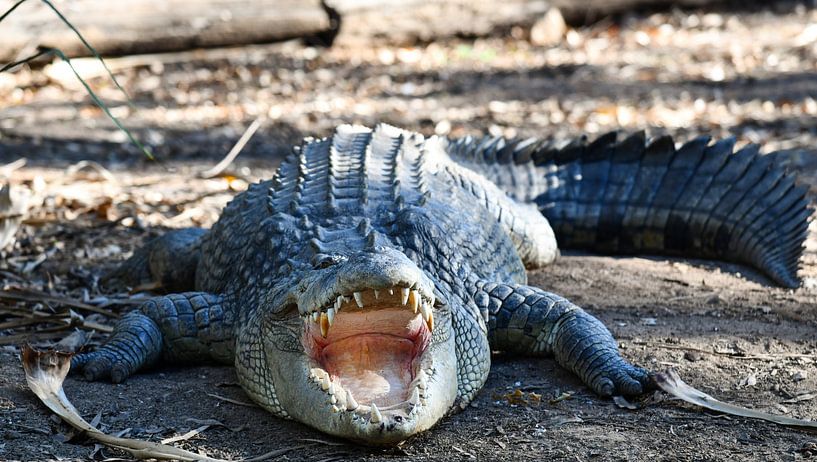 Krokodil in Australien von Robert Styppa