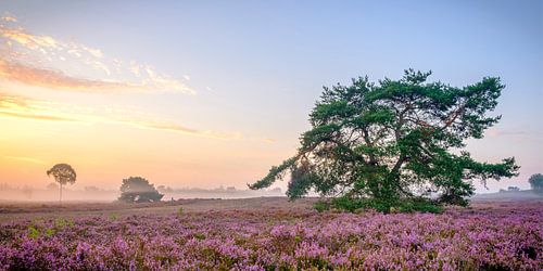 Bloeiende Heideplanten in Heidelandschap tijdens zonsopgang op de Veluwe