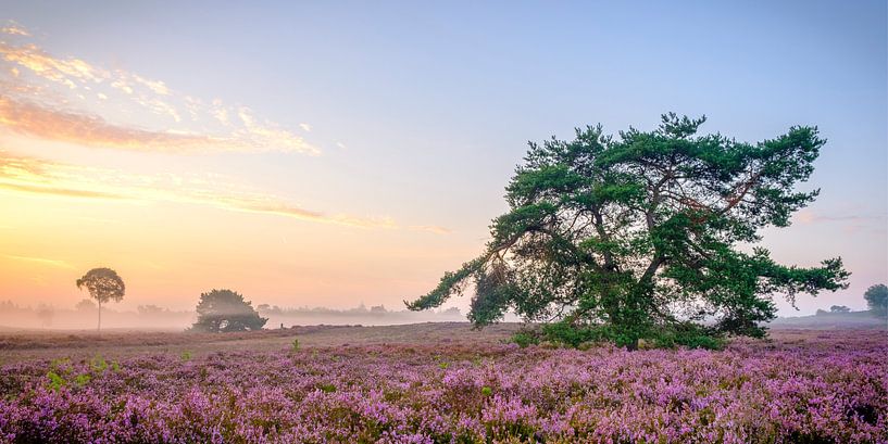 Les plantes rouges de Heather se développent dans le paysage de Heathland pendant le lever du soleil par Sjoerd van der Wal Photographie