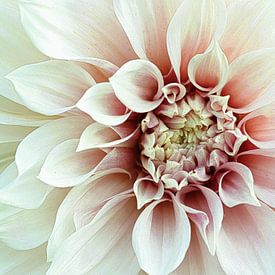 Dahlia en rose sur Monique Bettink-Pierik