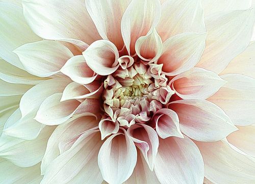 Dahlia in pink