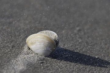 Muschel und Strand von Janine Boersma
