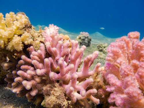 Kleurrijk koraal - Rode zee, Egypte