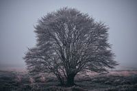 In het hart van de winter staat een eenzame boom, gehuld in een sluier van mist.