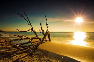 Treibholz am Strand