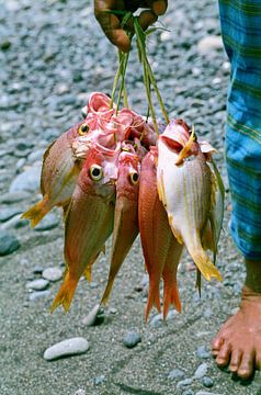 Dead fish - analogue photography! by Tom River Art