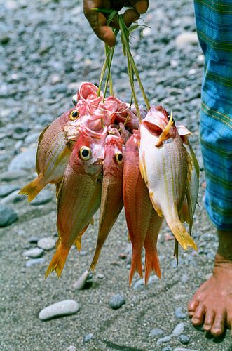Dead fish - analogue photography!