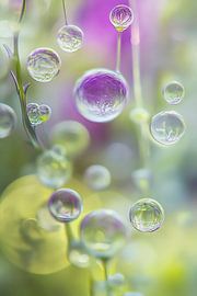 Water drop miracle by Poster Art Shop