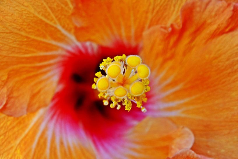Orange Hibiskusbluete von Werner Lehmann