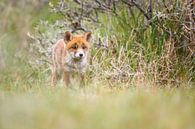 Jonge vos par Pim Leijen Aperçu