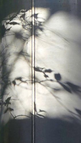 Shadow Play