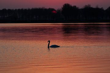 Zwaan bij een rode zonsondergang van Anne Ponsen