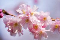 Pink fresh blossom