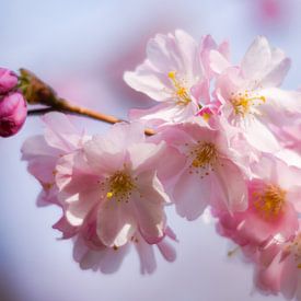 Frische rosa Blüten von Merel Pape Photography