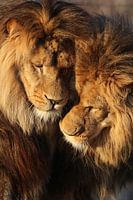 "Brother love"