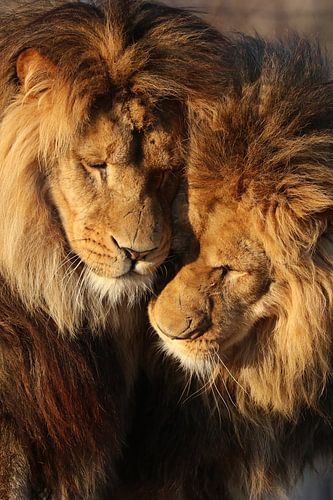 "Brother love" sur RT Photography