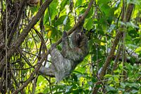 Sloth in the jungle of Panama