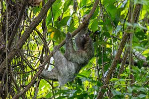 Sloth in the jungle of Panama