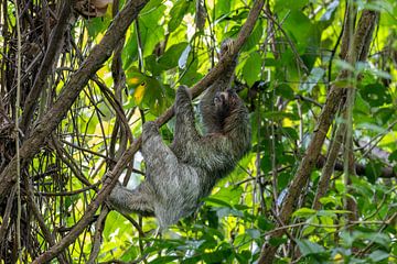 Faultiere im Dschungel von Panama