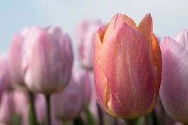 an orange tulip among pink tulips by W J Kok