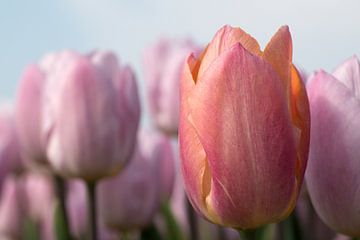 eine orangefarbene Tulpe zwischen rosa Tulpen von W J Kok
