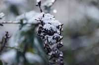 winterse vlinderstruik.